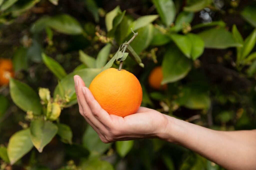 mejores naranjas en benifairo